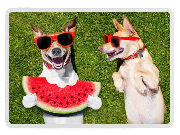 dogs eating watermelon summer heat