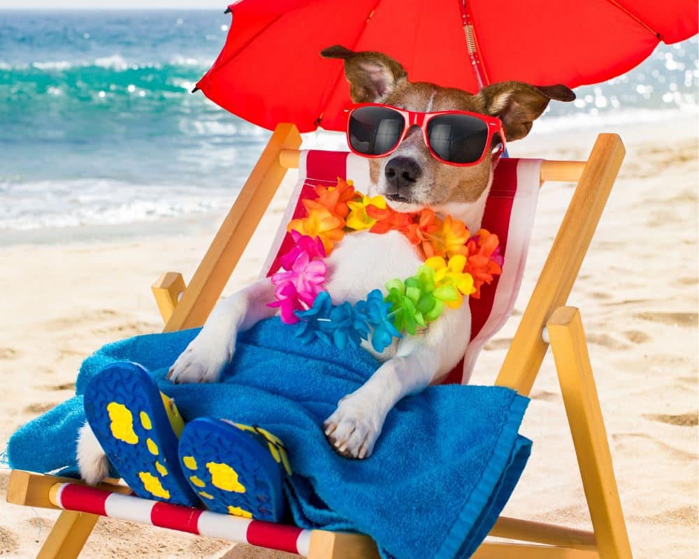 Read more about the article How to keep your dogs safe at the beach