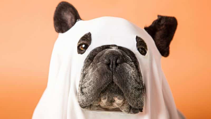 Read more about the article How to keep your pets safe this Halloween