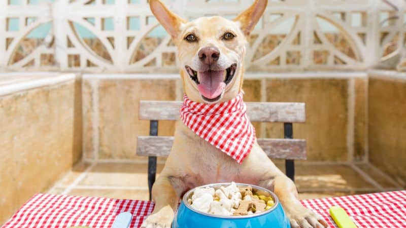 Read more about the article The Best Pet-Friendly Restaurants in Bluffton and Hilton Head