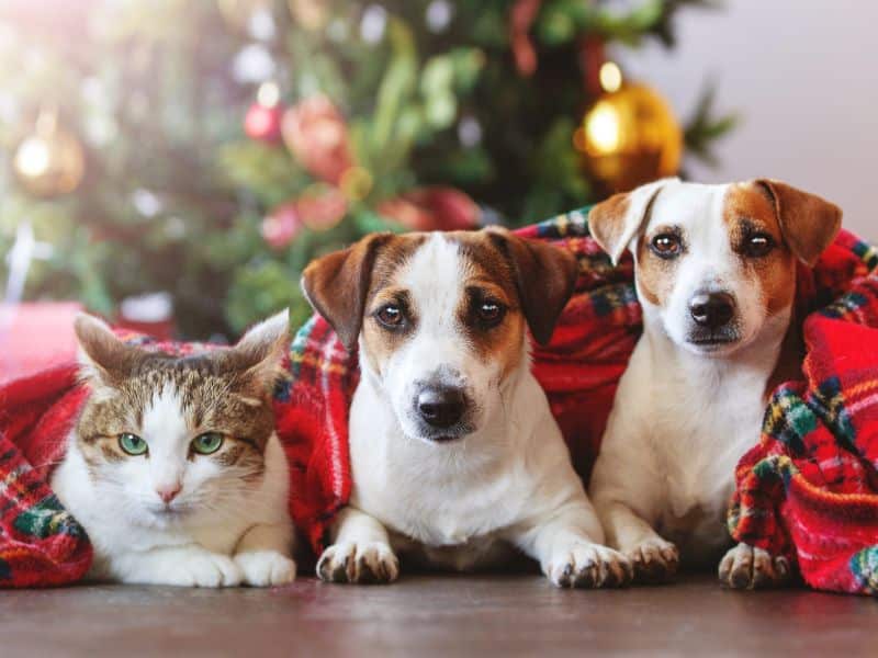 Read more about the article Holiday Safety Tips for Your Pets