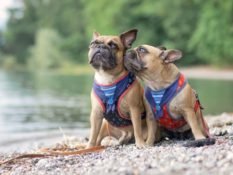 Read more about the article Pet Collar Vs. Pet Harness